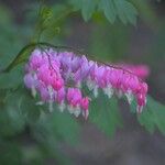 Dicentra formosa 花