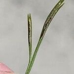 Asplenium septentrionale ഇല