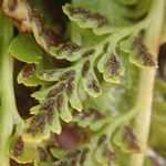 Asplenium adiantum-nigrum Blad