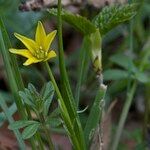 Gagea spathacea Іншае