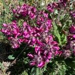 Pedicularis cenisia Flower