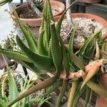 Aloe ciliaris Folha