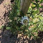 Passiflora caeruleaFlower