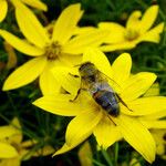 Coreopsis verticillata ᱵᱟᱦᱟ