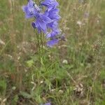 Campanula rhomboidalis Bloem