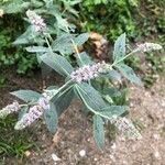 Mentha longifoliaЛист