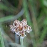 Plantago ovata Frukto