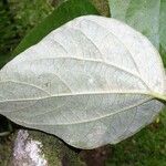 Sinclairia polyantha 葉