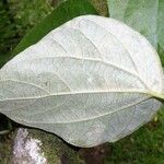 Sinclairia polyantha Blad