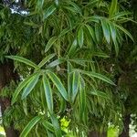 Podocarpus neriifolius Листок