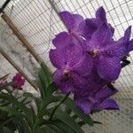 Vanda coerulescens Cvet