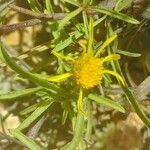 Jasonia tuberosa Flower