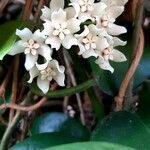 Hoya australisFlower