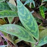 Aeschynanthus longicaulis Leaf