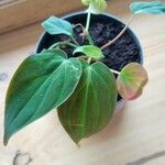 Philodendron hederaceum Blatt