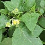 Polymnia canadensis Flower