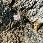 Armeria multiceps Flower