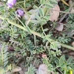 Astragalus asterias বাকল