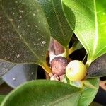 Ficus rubiginosa Fruit