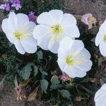 Oenothera albicaulis Çiçek