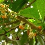 Acnistus arborescens Blomma