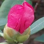 Rhododendron maximum Fiore