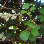 Rubus ulmifolius Autre