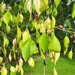 Euonymus maackii Fuelha