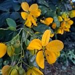 Senna macranthera Fleur