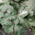 Heracleum sphondylium葉