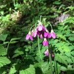 Primula matthioli Flower