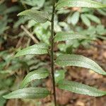 Bolbitis gemmifer Leaf