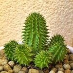 Euphorbia susannae Feuille