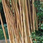 Phyllostachys vivax Bark