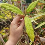 Pavonia multiflora