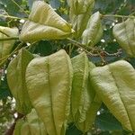 Koelreuteria paniculata Fruit