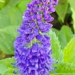 Veronica longifolia 花