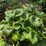 Farfugium japonicum Folha