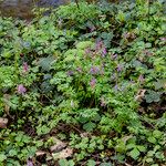 Corydalis solida عادت