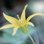 Gagea minima Flower