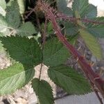 Rubus vestitus Лист