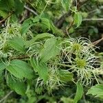 Clematis virginiana Feuille