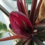 Philodendron erubescens Blüte
