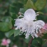 Luma chequen Blüte