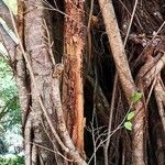 Ficus altissima Habitat