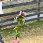 Lamium hybridumFlower