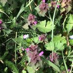 Lamium hybridumFlower