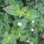 Lantana achyranthifoliaFolha