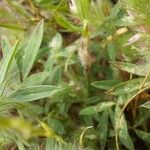 Trifolium infamia-ponertii Φύλλο