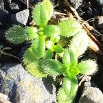 Cerastium semidecandrum Folla